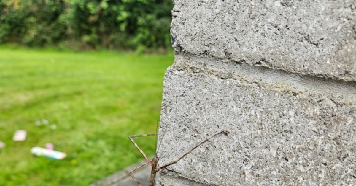 This female only stick insect arrived in Ireland from New Zealand in the 1960s – The Irish Times