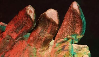 Teeth in a Jaw Section of Giraffatitan From Tanzania