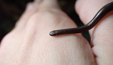 World’s Smallest Snake Rediscovered in Barbados After 20 Years