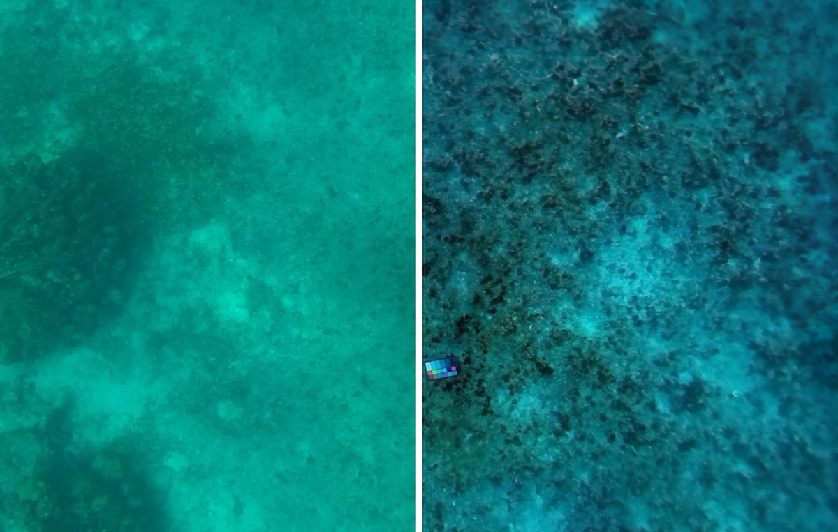 Underwater Scene With Original Photo and Color Corrected Version