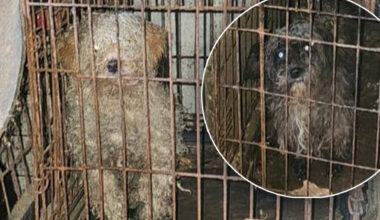Kindhearted Donegal business offers to groom neglected dogs for FREE!