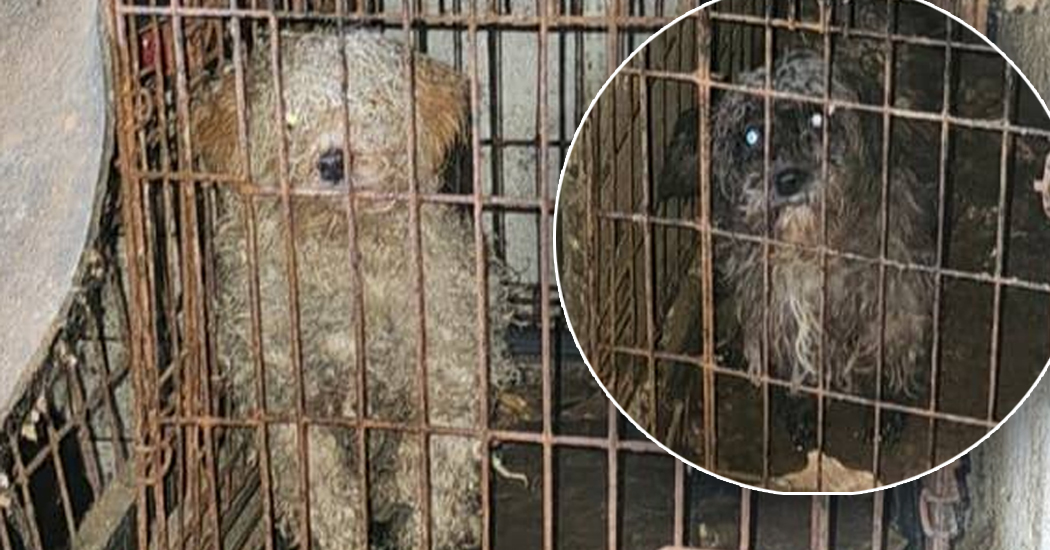 Kindhearted Donegal business offers to groom neglected dogs for FREE!