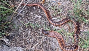 Look: Venomous snake found hundreds of miles from native range