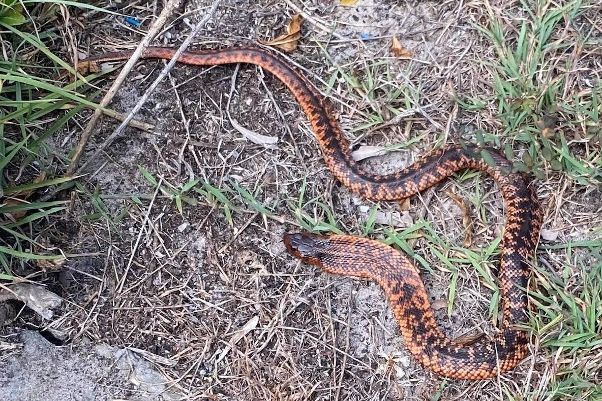 Look: Venomous snake found hundreds of miles from native range