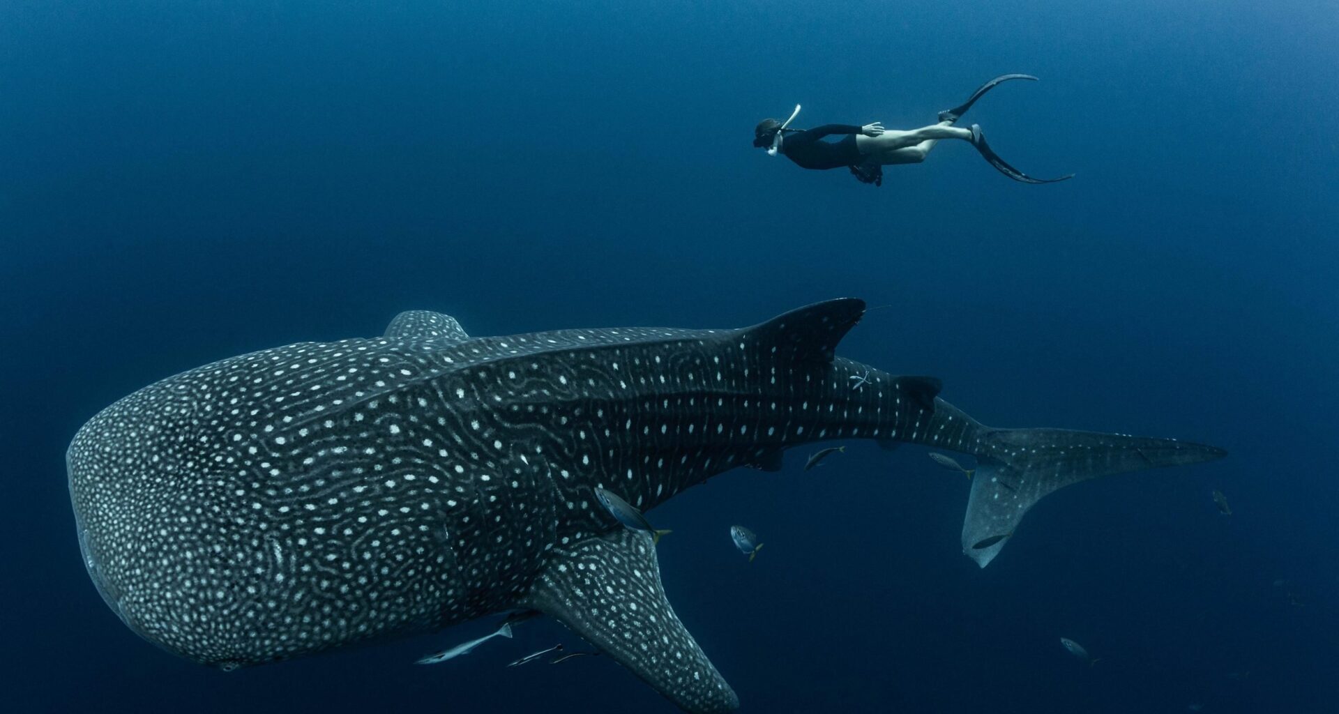 Endangered Whale Sharks Are Covered in Scars, and Humans Are to Blame