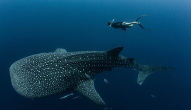 Endangered Whale Sharks Are Covered in Scars, and Humans Are to Blame