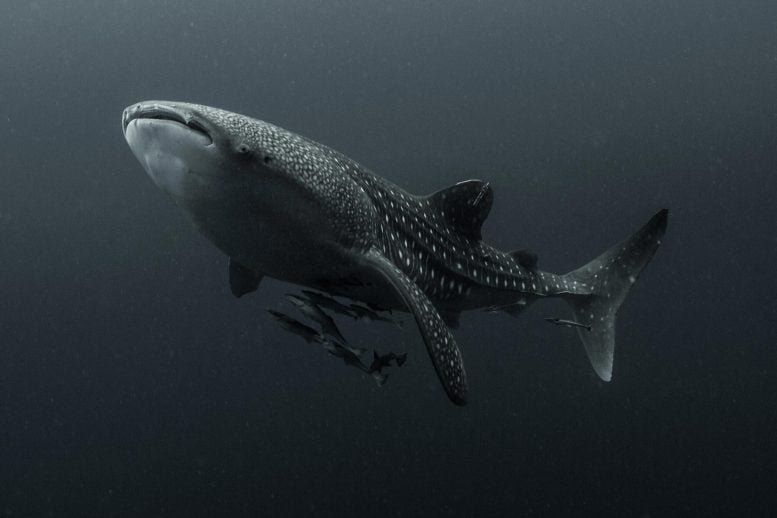 Whale Shark Cendrawasih Bay