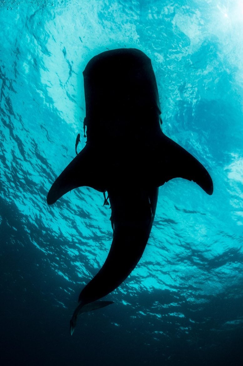 Whale Shark Silhouette