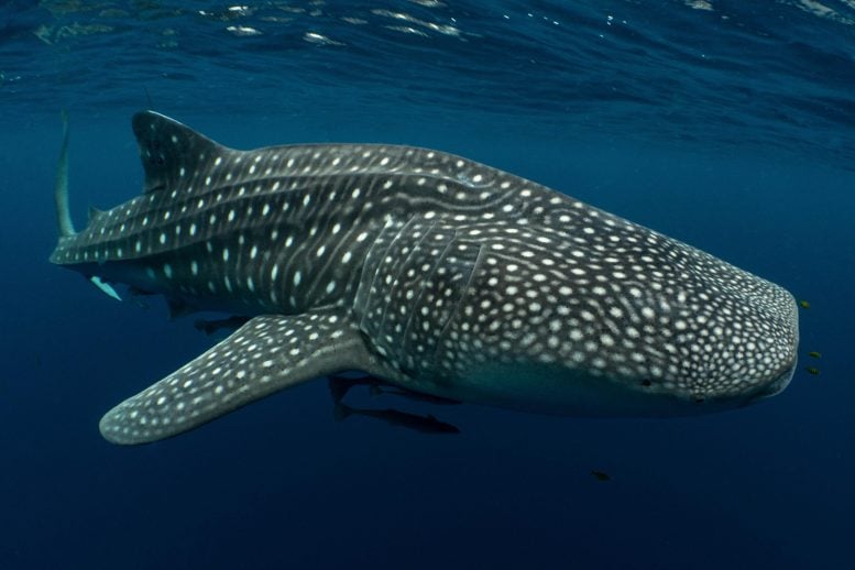 Whale Shark in Cendrawasih Bay