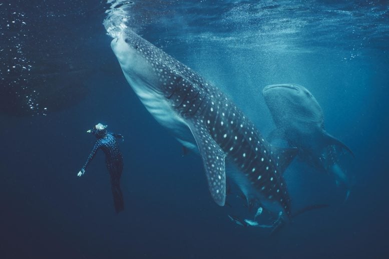 Whale Shark in Triton Bay