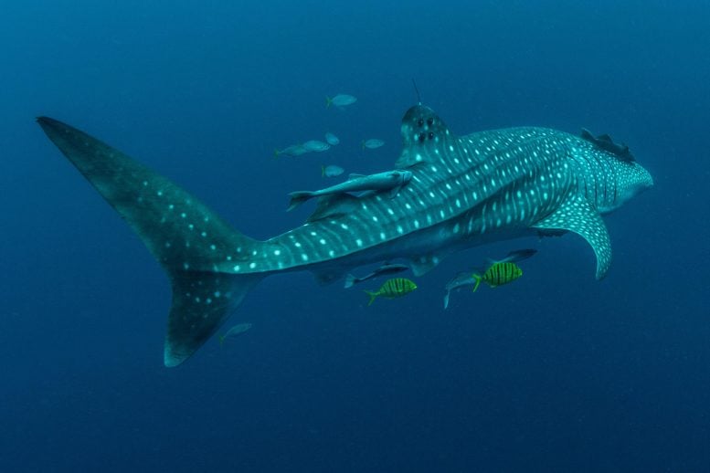 Whale shark With Satellite Tag