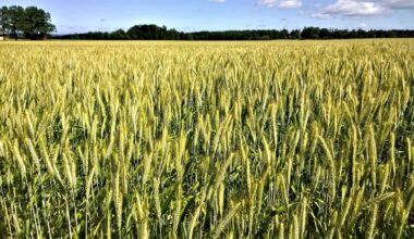 Wheat Holds Losses into the Friday Close