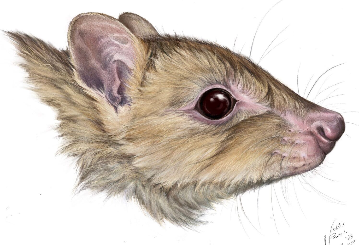 Woylie Illustration