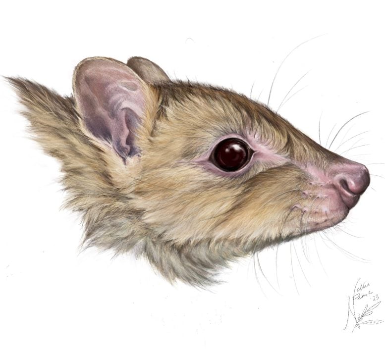 Woylie Illustration