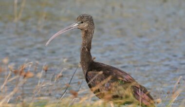 Why the exotic glossy ibis is ditching the Mediterranean for Louth – The Irish Times