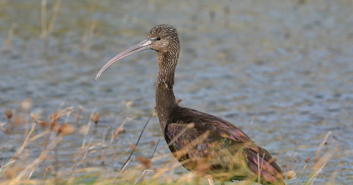Why the exotic glossy ibis is ditching the Mediterranean for Louth – The Irish Times