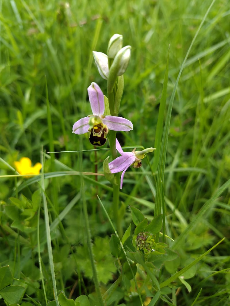 Bee orchid. Photograph: Hugh O’Callaghan