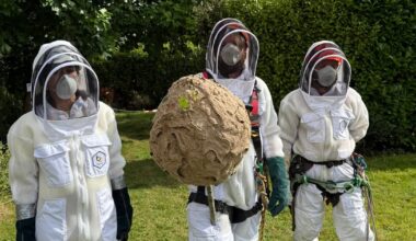 24 verified sightings in Cork and Dublin with two nests seized – The Irish Times