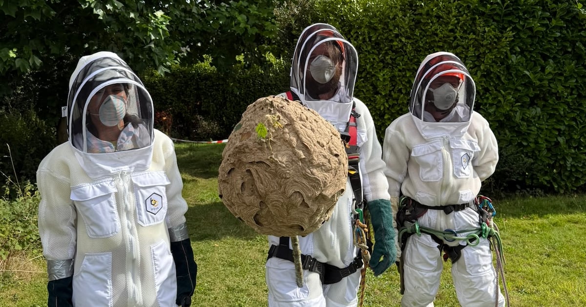 24 verified sightings in Cork and Dublin with two nests seized – The Irish Times