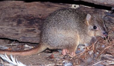 A new species has been discovered – but it’s already extinct