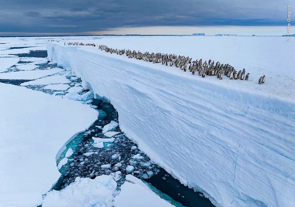Ice Edge Journey. Photo: Bertie Gregory