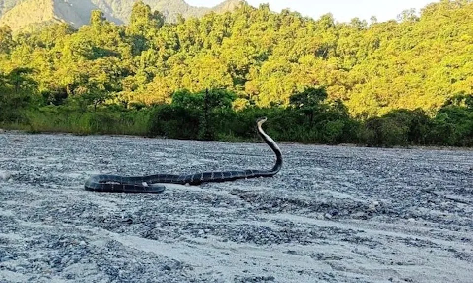 King cobra pauses in clearing.