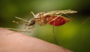 How genetic shifts are helping mosquito evade malaria control efforts