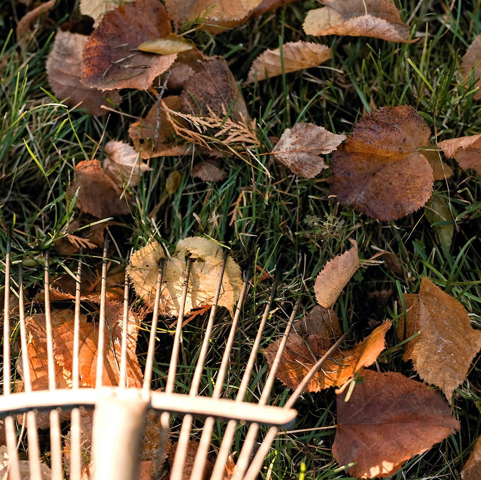 raking fallen leaves in the garden , detail of rake in autumn season