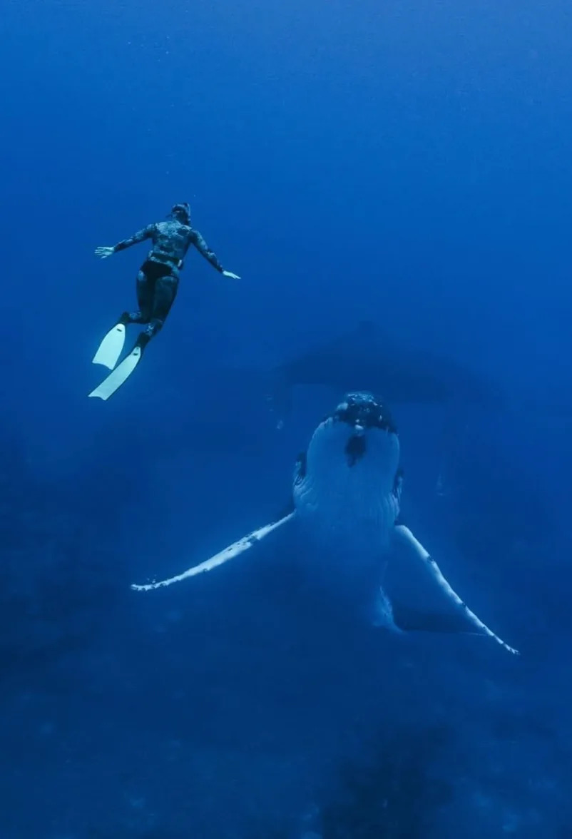 Australian woman Phoebe dives with humpback whales in the Cook Islands.
