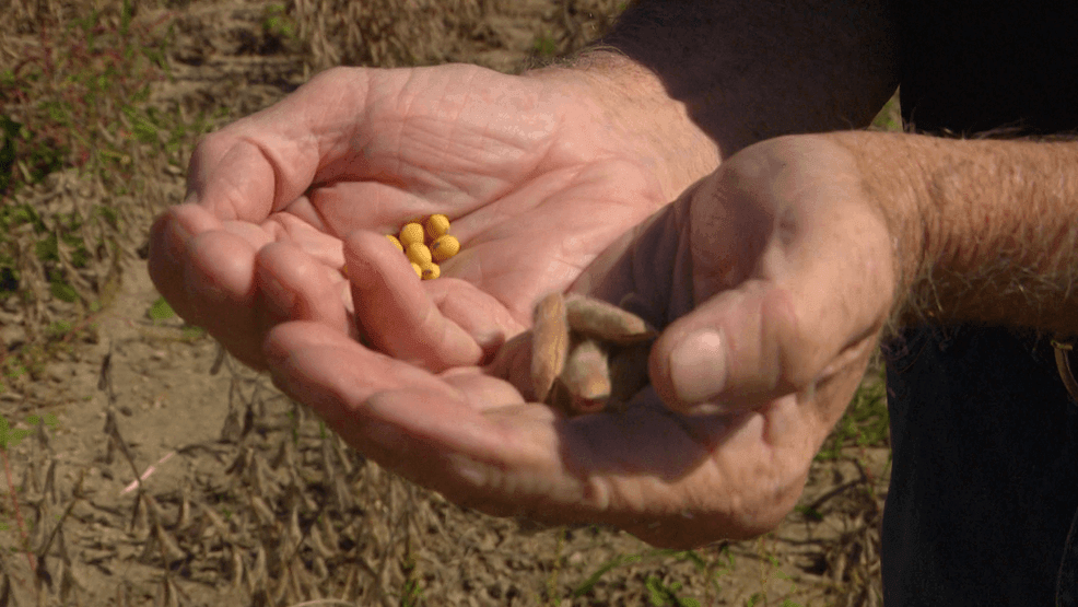 Wisconsin crop farmers are beginning to feel the effects of tariffs on their income. Farmers are just beginning to harvest their crops, but the market to sell has significantly shrunk now that China has refused to buy U.S. yields. Sept. 29, 2025 (WLUK/Lauren Pieczynski).