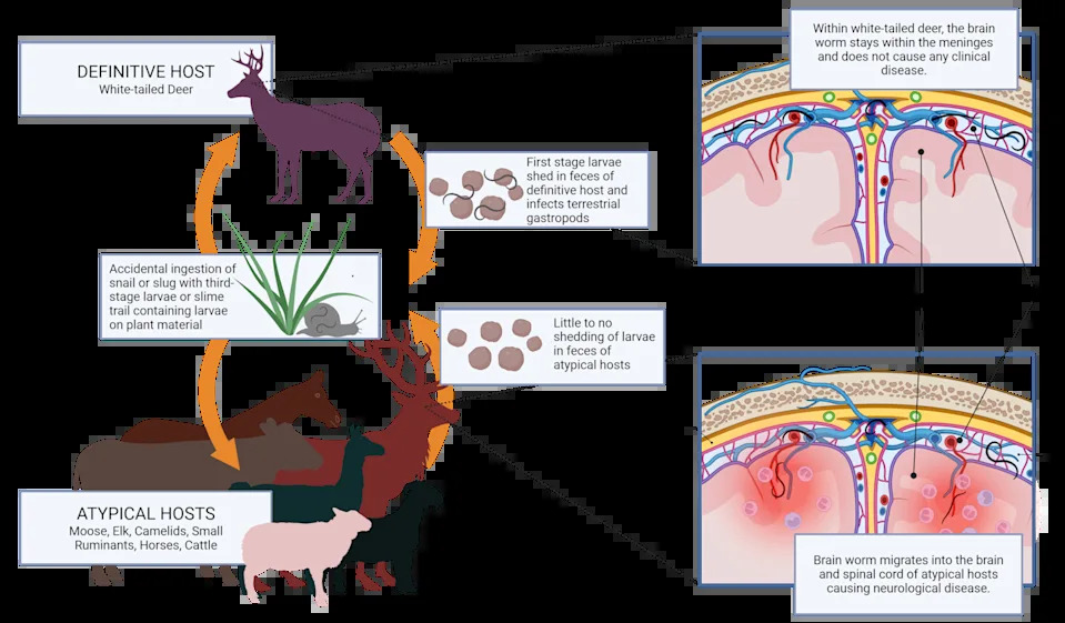 A diagram showing a deer with the label 'definitive host' and a group of hooved mammals labeled 'atypical hosts,' and arrows between them.