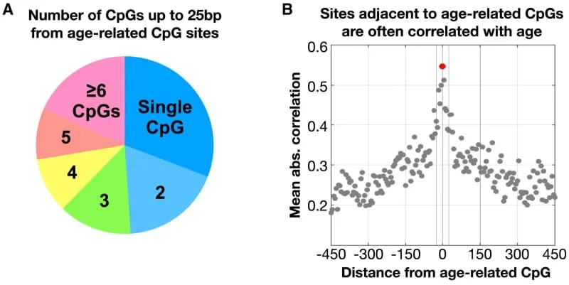 450K/EPIC age-associated DNA methylation sites are often surrounded by additional CpGs correlated with age. (CREDIT: Cell Reports)