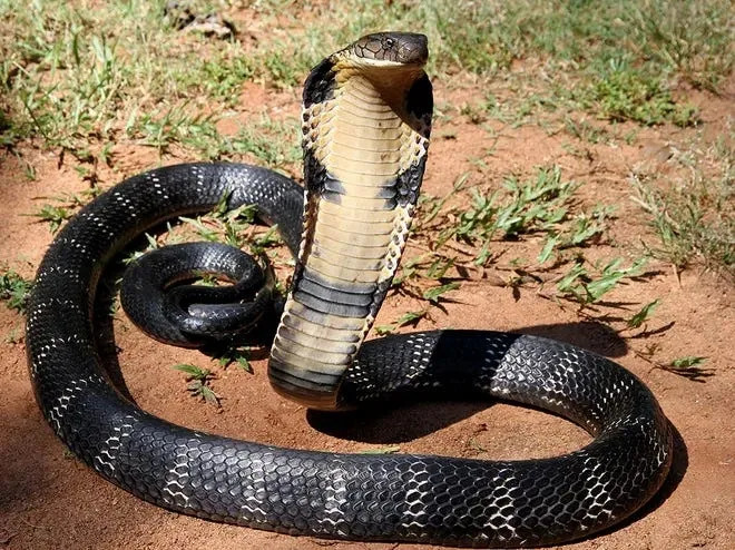 Generic king cobra image.