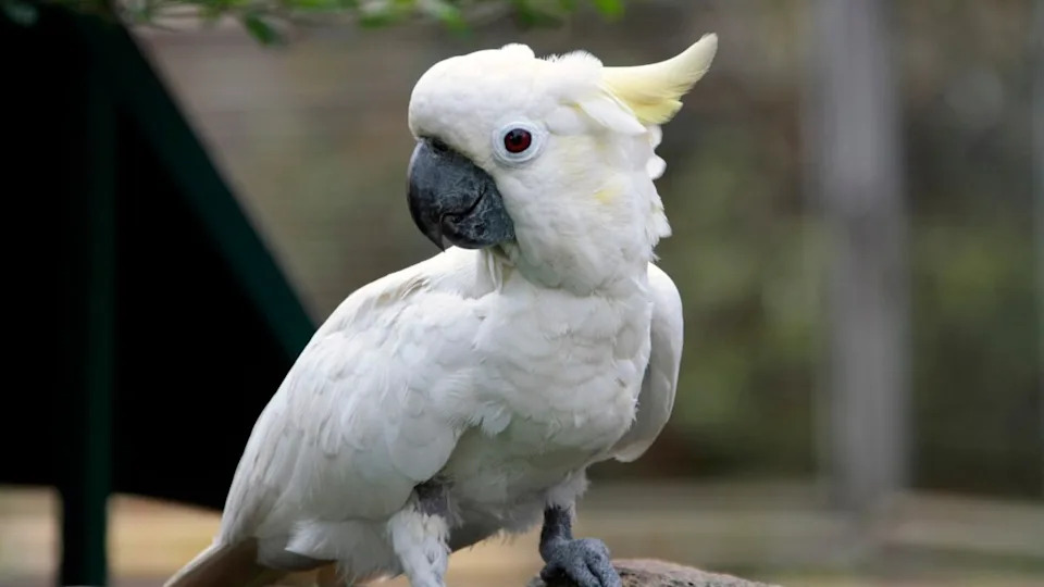 A cockatoo perched on a rock.Image via Shutterstock&sol;Padodo