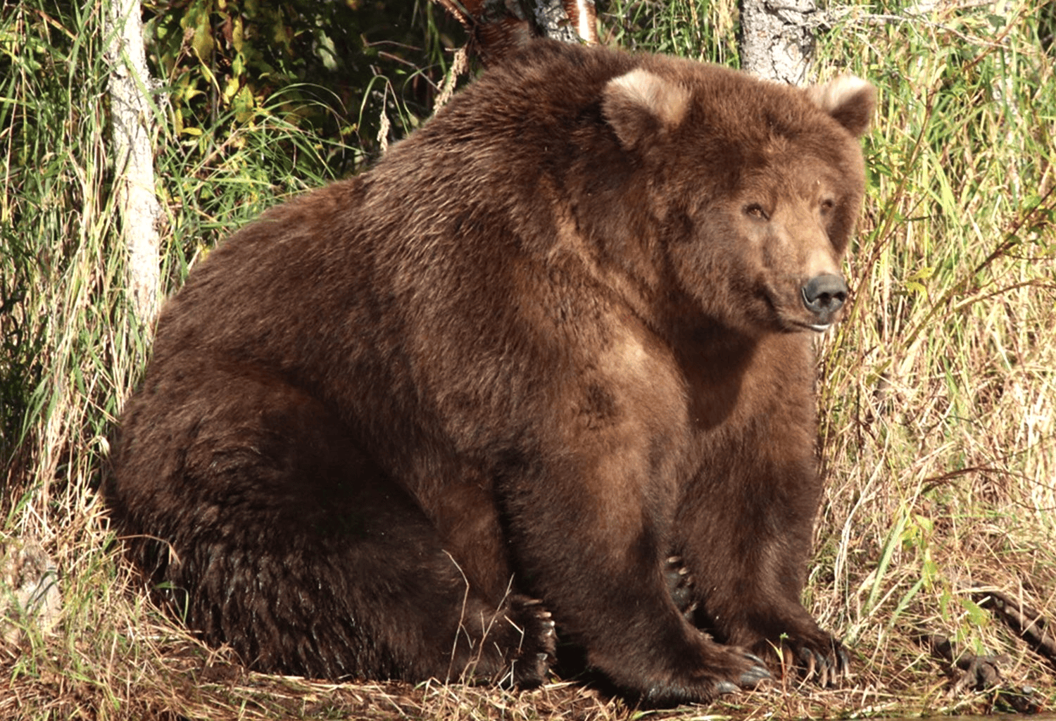 It’s Fat Bear Week! Millions Are Voting on Chubby Alaskan Bears, But This Is a Matter of Survival
