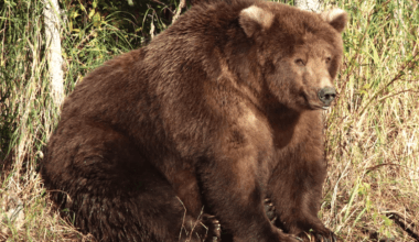 It’s Fat Bear Week! Millions Are Voting on Chubby Alaskan Bears, But This Is a Matter of Survival