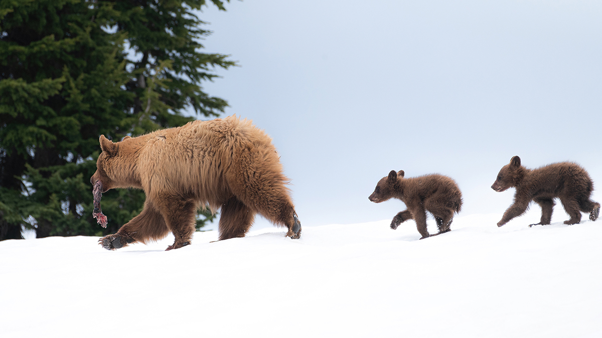 Hibernator ‘superpowers’ may lie hidden in human DNA – @theU