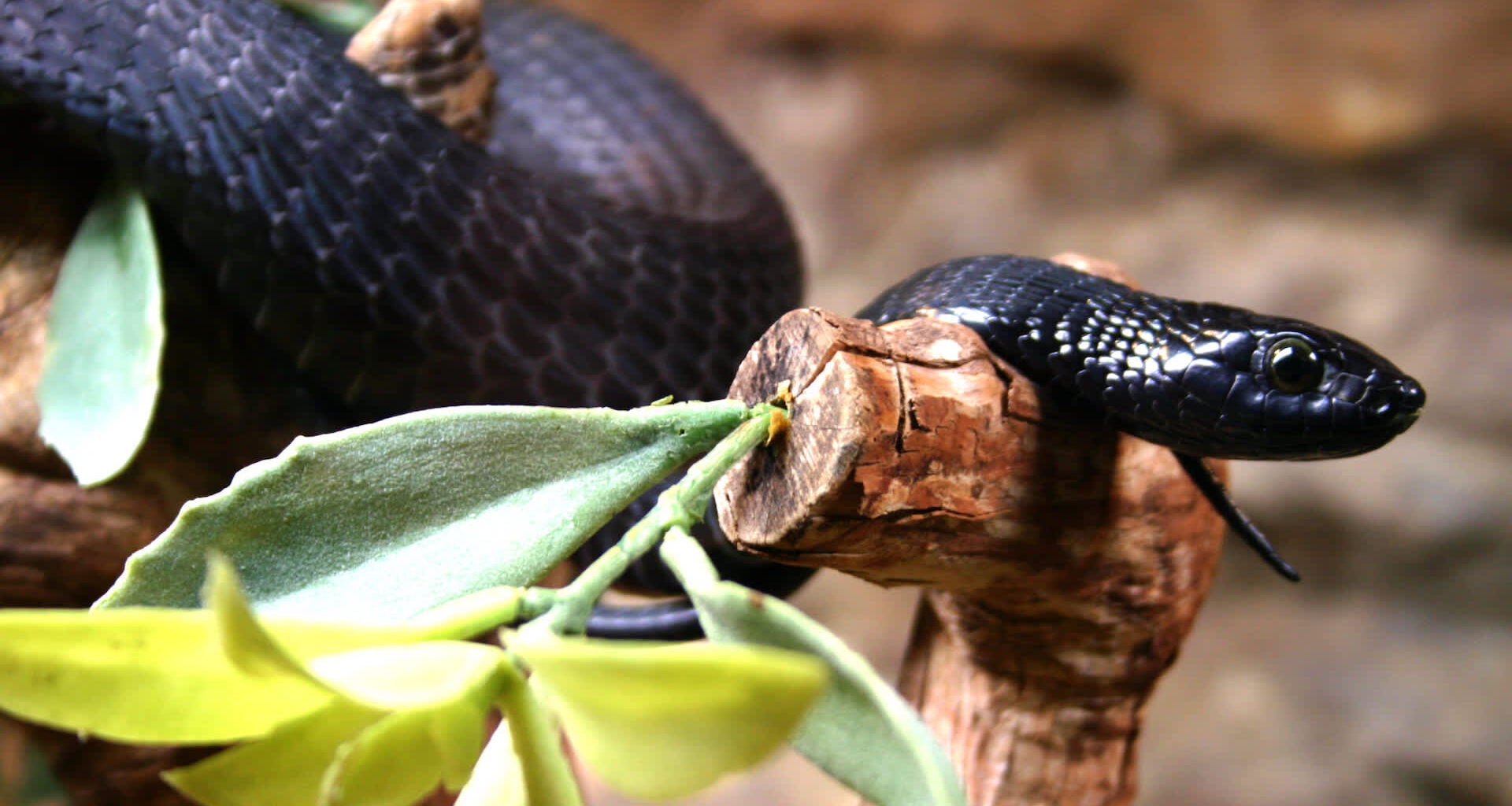 The study’s authors called for raising awareness to change the public perception of black mambas.