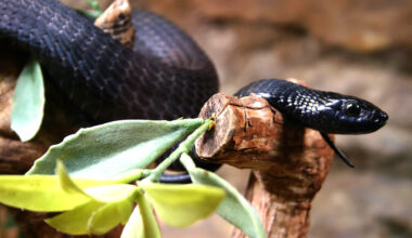 The study’s authors called for raising awareness to change the public perception of black mambas.