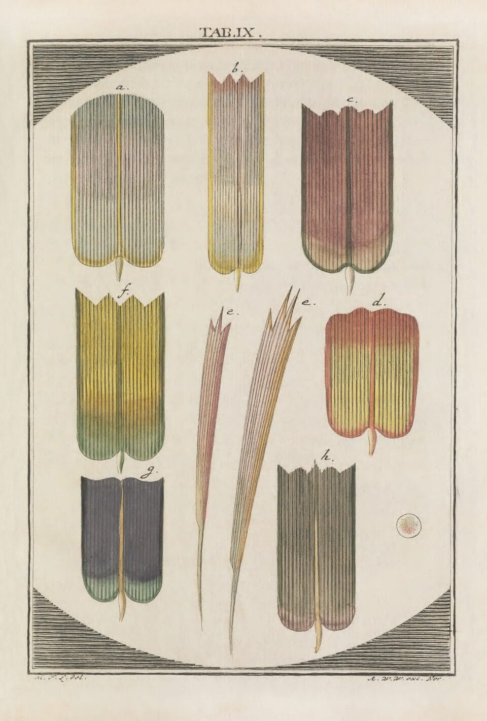 abstract butterfly wing illustrations by Martin Frobenius Ledermüller