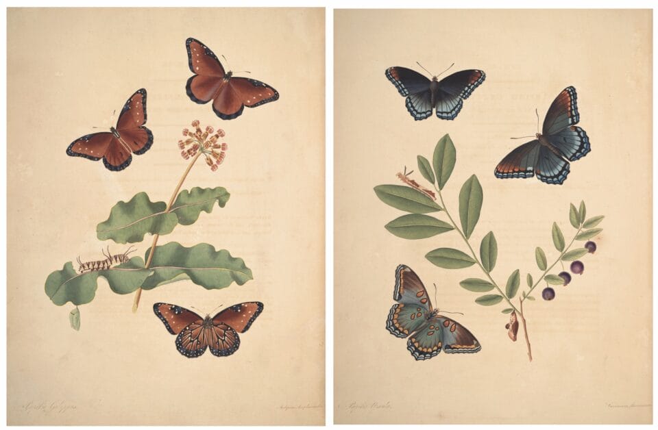 a two-page illustration by John Abbot of two different types of butterflies