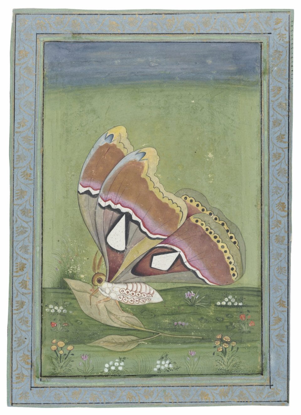 an anonymous Mughal illustration of a butterfly