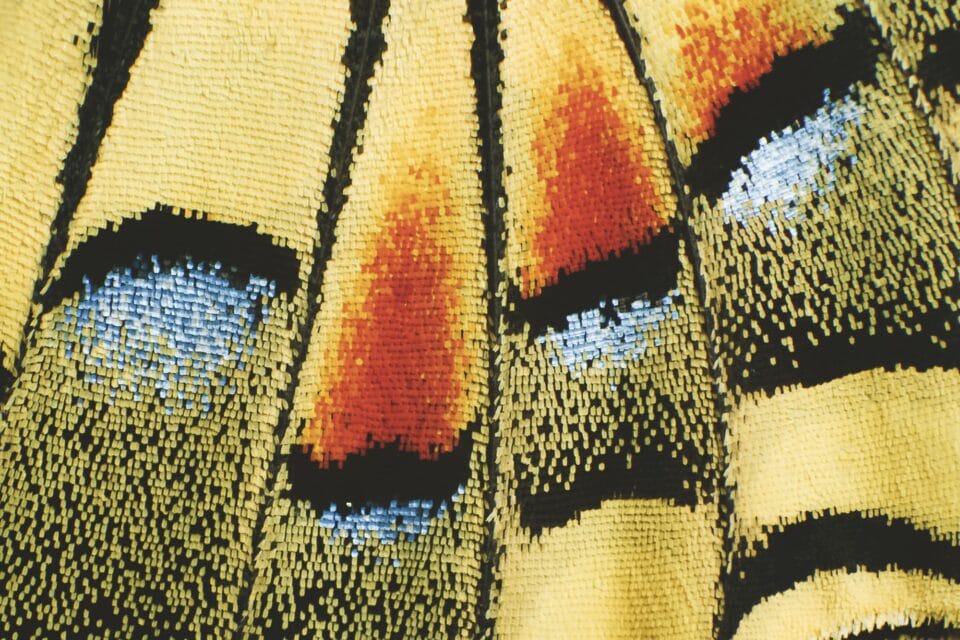an up-close photograph of a colorful butterfly wing by Ralph Martin