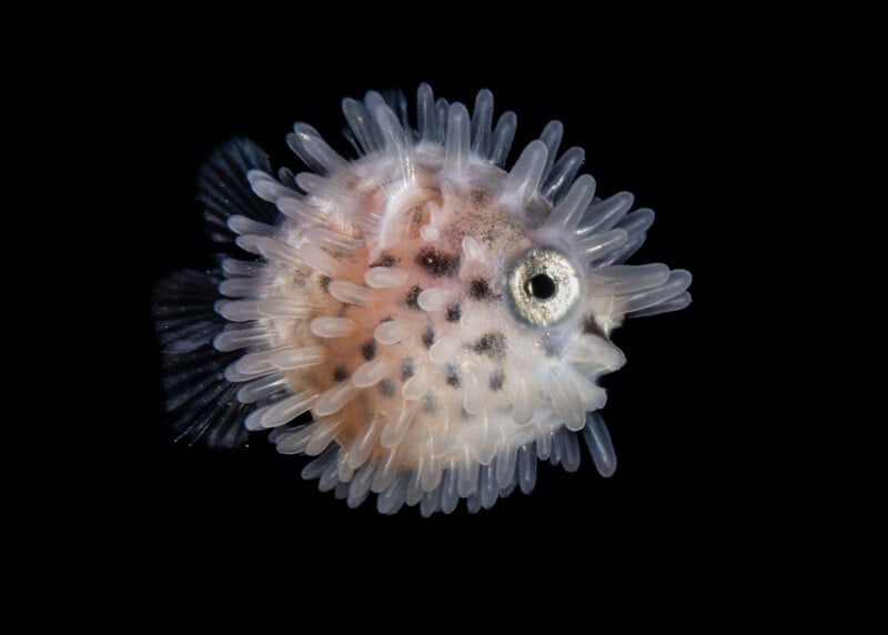A close-up of a tiny, round fish with soft, translucent spines covering its body, resembling a pufferfish, set against a solid black background.