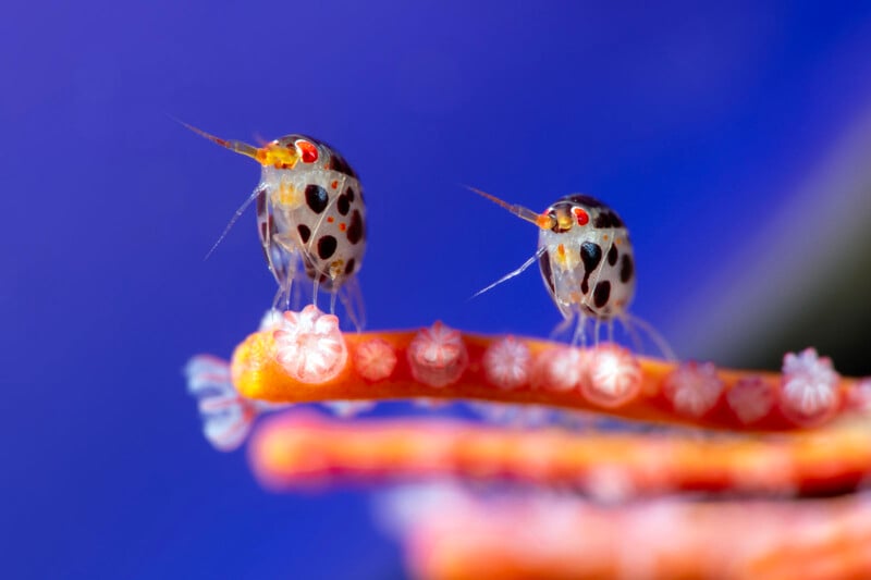 Two tiny, spotted crustaceans with translucent bodies and red eyes sit on a colorful, coral-like branch against a vivid blue background.