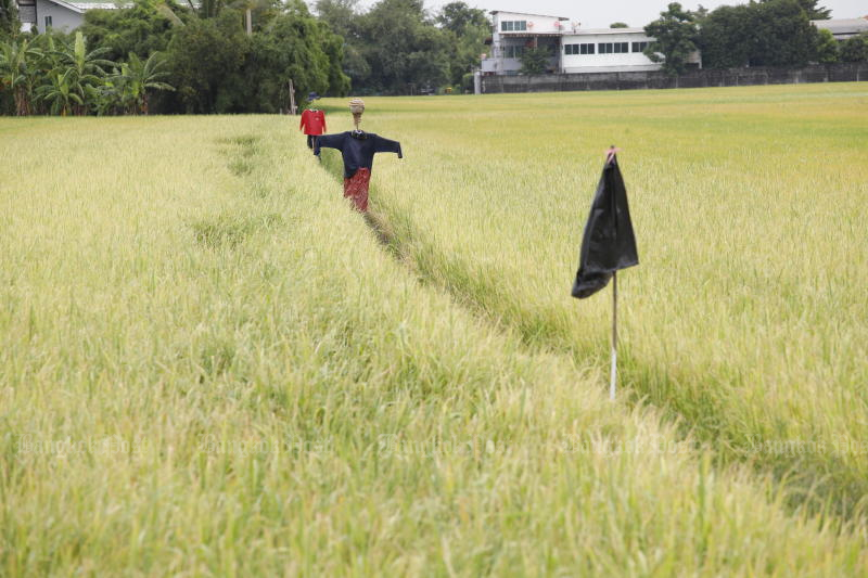 Photo: Pattarapong Chatpattarasill