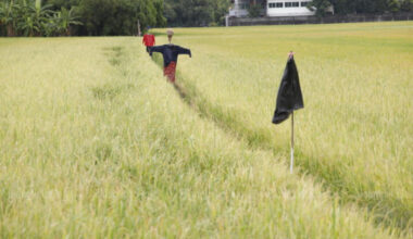 Bangkok Post - Thai rice exporters 'concerned' about strong baht, urge for action