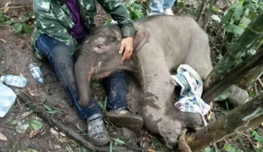 Bangkok Post - Coordinated effort seeks to help stricken elephant calf