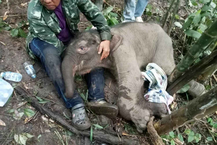 Bangkok Post - Coordinated effort seeks to help stricken elephant calf