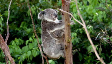 Bangkok Post - Australia halts logging for koala haven on eastern coast